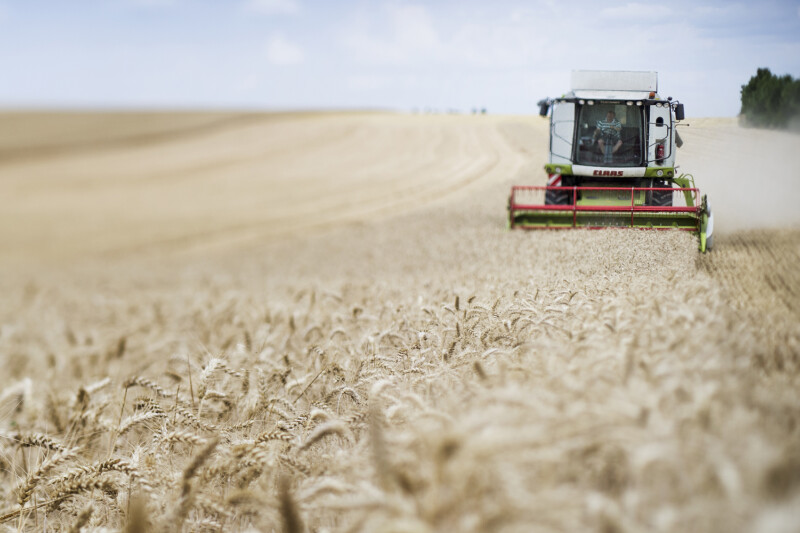 A combine harvester working in a vast, golden wheat field under a blue sky.