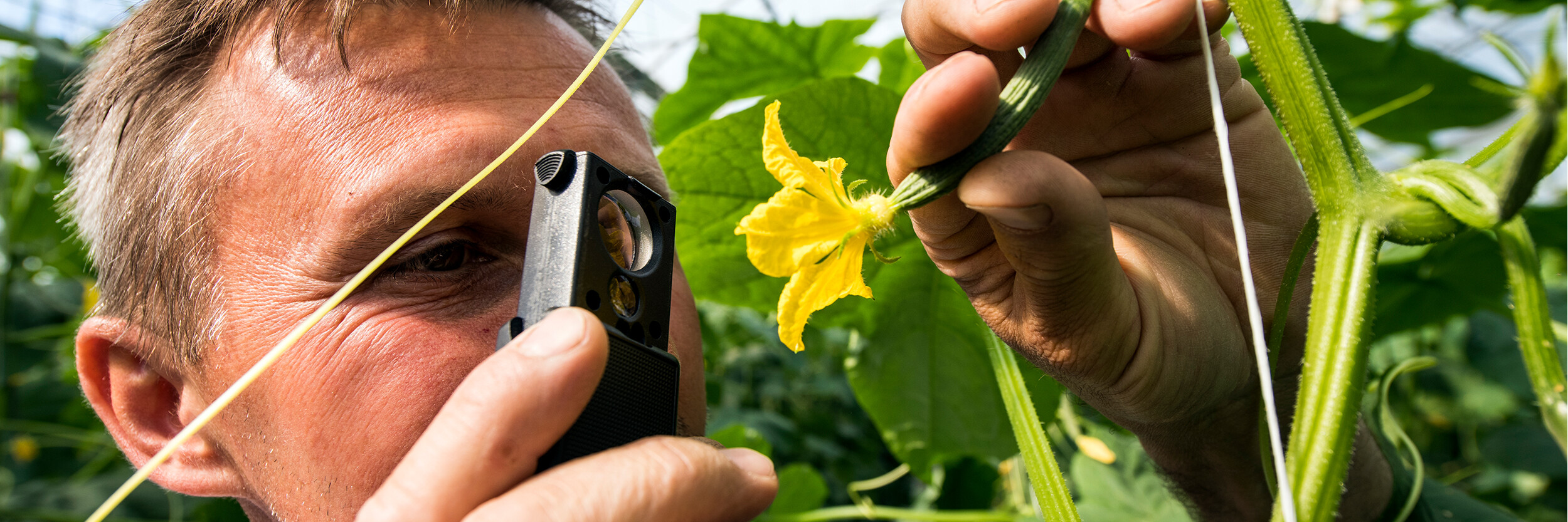 A person examining a small yellow flower on a plant using a magnifier, surrounded by green leaves.