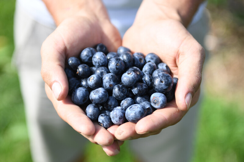 Hands holding a pile of fresh blueberries with a blurred green background.